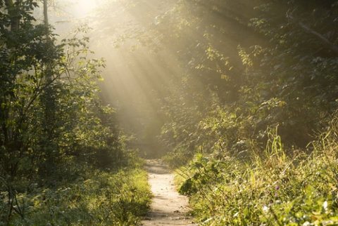 Walking in the woods